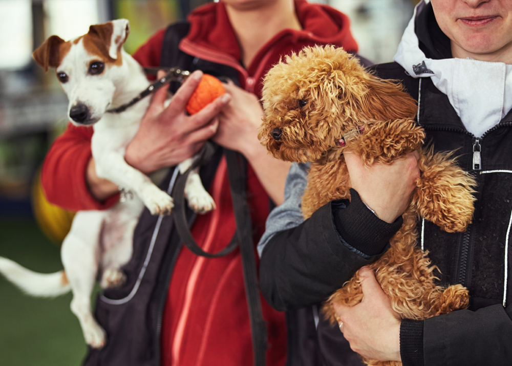 A man hug and play together with dog at dog park. Pet, family animal concept.