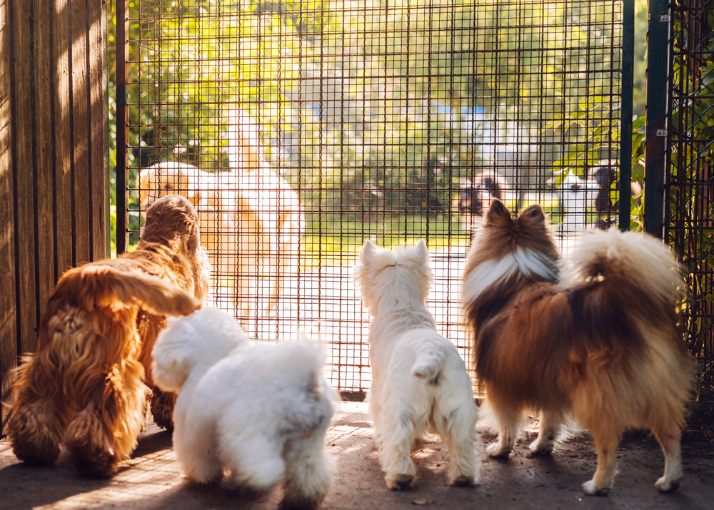 A man hug and play together with dog at dog park. Pet, family animal concept.
