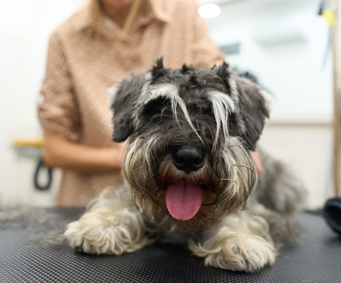 Miniature schnauzer dog receiving professional grooming care